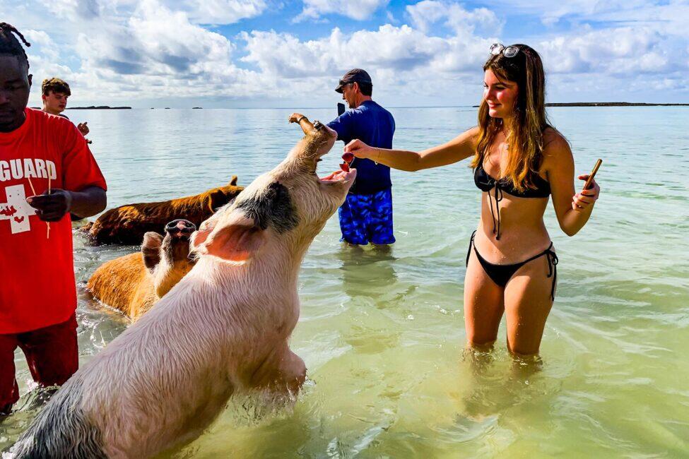 Discover Pig Island & Five Island VIP - Speedboat